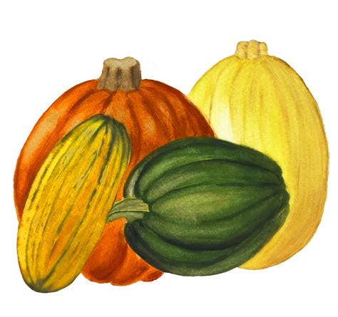 Winter Squash — Durst Organic Growers