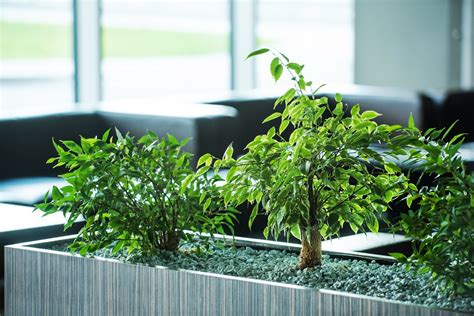 Office plants – the science behind workplace greenery