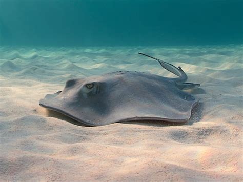 6 of the Scariest Sea Predators - Blue Reef Aquarium