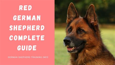 Everything You Should Know About Red German Shepherd: Cost, Training ...