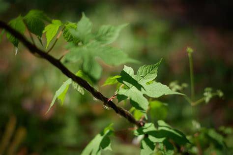 Premium Photo | A tree branch with green leaves and a green leaf