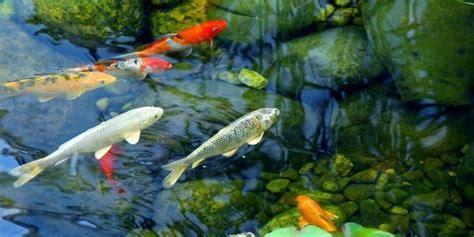 Koi Fish: Complete Guide to Care, Breeding, Tank Size and Disease - The Aquarium Guide