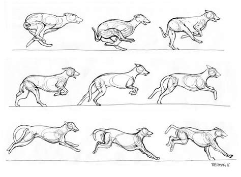 Anatomy Sketch, Anatomy Drawing, Dog Drawing, Drawing Poses, Animation ...