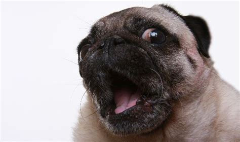 7 Pets Who Are Too Shocked For Words [Funny Videos] | PetCareRx