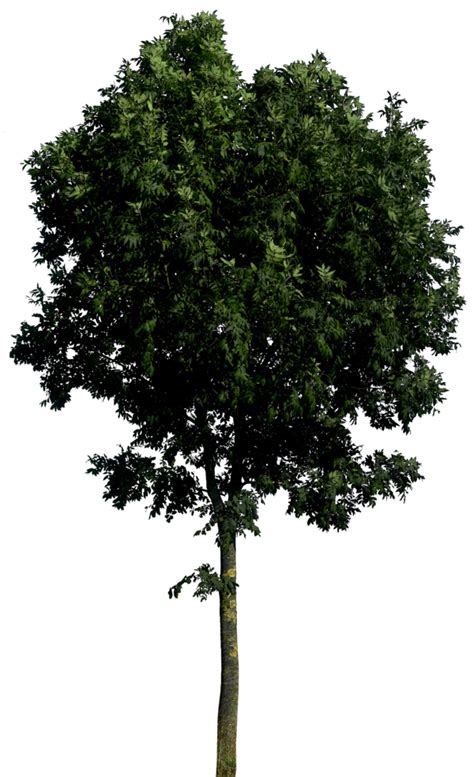 Tree PNG Transparent Images | PNG All