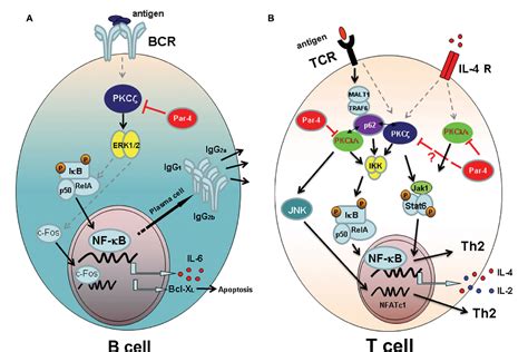 Figure 1 from Th1/Th2 Differentiation and B Cell Function by the ...