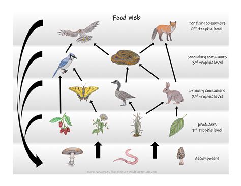 Pond ecology: aquatic ecosystem education for kids & families