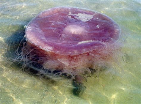 'Pink meanie,' new species of giant jellyfish, identified in Gulf of Mexico | AL.com