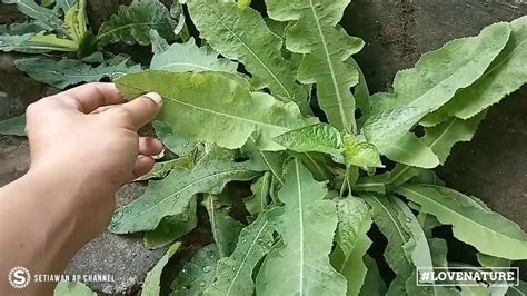 Mengenal Daun Herbal Tempuyung Yang Bermanfaat Mengobati Keluhan Batu ...