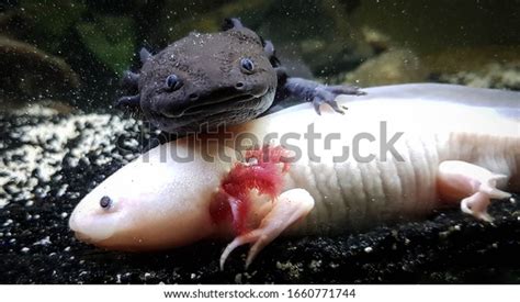 Axolotl Mexican Salamander Aquarium Aquatic Stock Photo (Edit Now) 1660771744