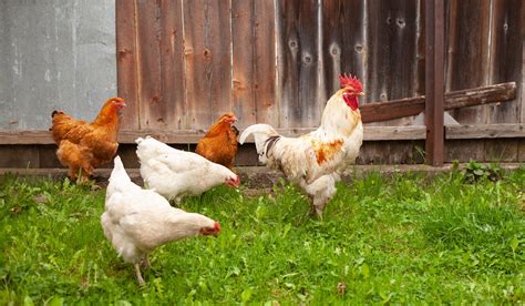 Chicken, Hen, or Rooster: What's the difference? - The Hip Chick