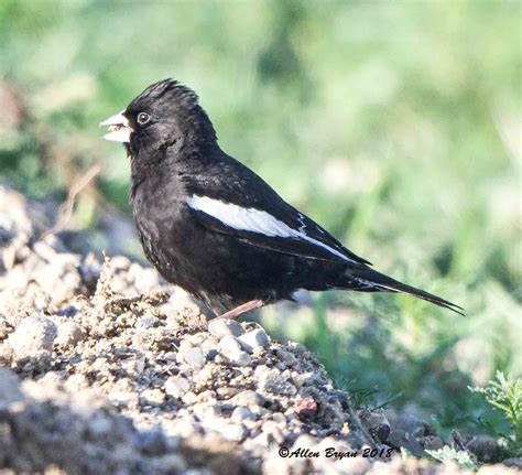 larkbunting180621a | VisitingNature