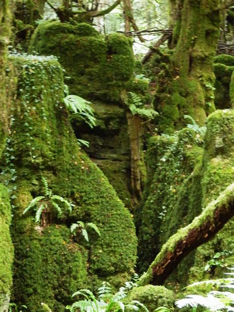 Puzzlewood, Forest of Dean, Gloucestershire | Puzzlewood is … | Flickr