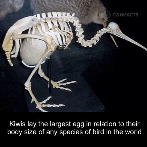 Kiwis lay the largest egg compared to their size. | Animal skeletons ...