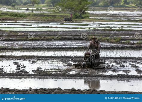 A Farmer Ploughs a Rice Paddy Field in Sri Lanka. Editorial Stock Image - Image of machine, soil ...