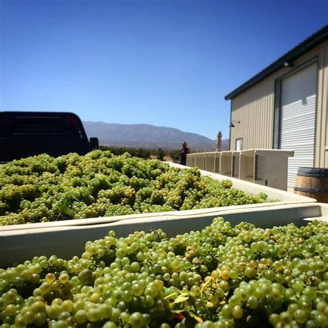 Golden Star Vineyards — Antelope Valley Winegrowers Association