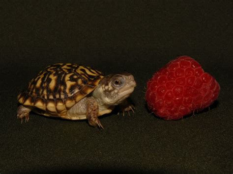 Ornate Box Turtles for sale | The Turtle Source