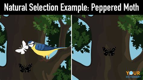 Natural Selection Examples