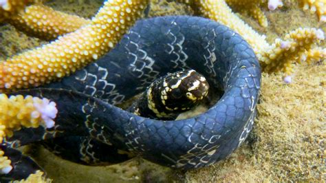 Sea Snakes: Characteristics, types, habitats and more