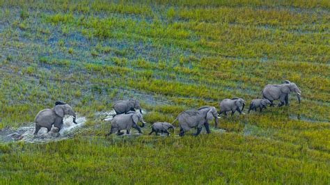 Okavango Herd – Bing Wallpaper Download