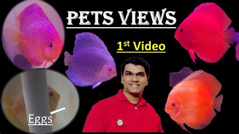 Introduction of Pets Views | Discus Breeding | How to Breed Discus | Discus Fish - YouTube