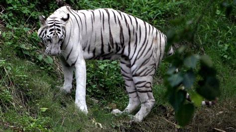 KOLKATA ZOO & ZOOLOGICAL GARDEN (Calcutta): Ce qu'il faut savoir