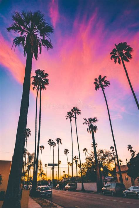 Road with Palm Trees on Each Side on the Sunset Stock Photo - Image of ...