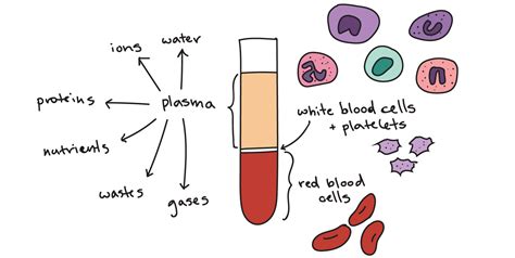 Describe the Components of Blood and Their Functions