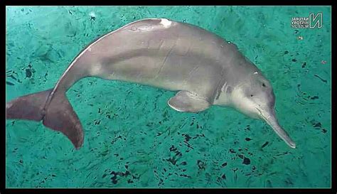 "Extinct" Goddess of the Yangtze river dolphin photographed alive | Animals 24-7