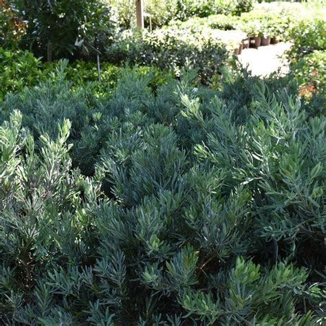 Podocarpus elongatus Blue Podocarpus | Garden Center Marketing