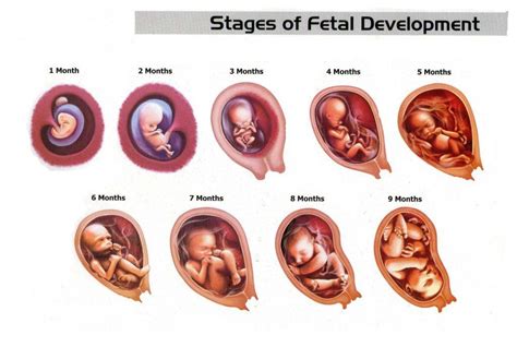 Cuts Clothing Power: 12 Week Baby Development In Womb: Epic arena ...