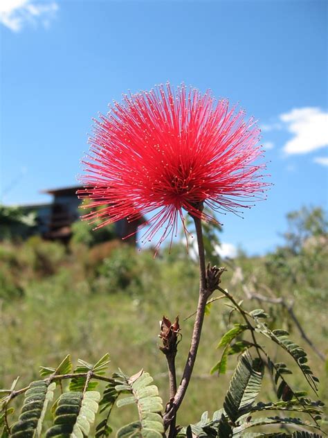 Cerrado Brazilian Cerrado Caliandra Flower Nature-20 Inch By 30 Inch Laminated Poster With ...