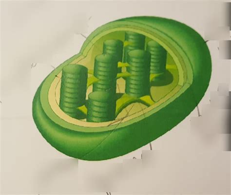 Chloroplast Labels Diagram | Quizlet