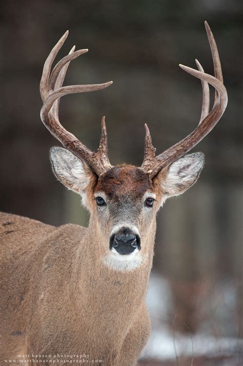 Professional Whitetail Deer Photography | Matt Hansen