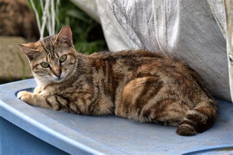 Brown Tabby Cat Kitten high resolution widescreen ~ Beautiful Cat Wallpapers