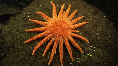 Some Starfish Have Up to 40 Arms! Plus 10 Other Starfish Facts | HowStuffWorks