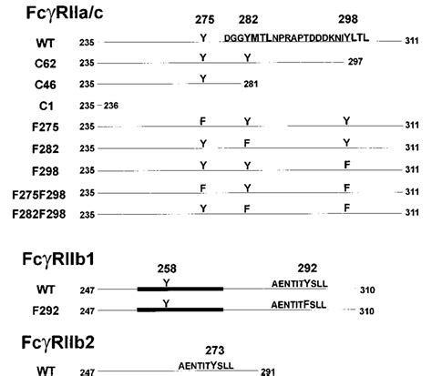 Fc receptor isoforms and mutants used in this study. The cytoplasmic... | Download Scientific ...