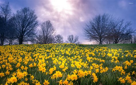 Daffodil field wallpaper - Nature wallpapers - #47694