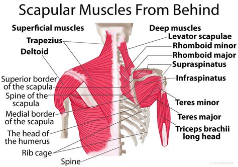 Scapula Muscle Diagram (Good Galleries)