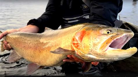 What is the Biggest Cutthroat Trout Ever Caught? (with Maps and Tips) - Guide Recommended