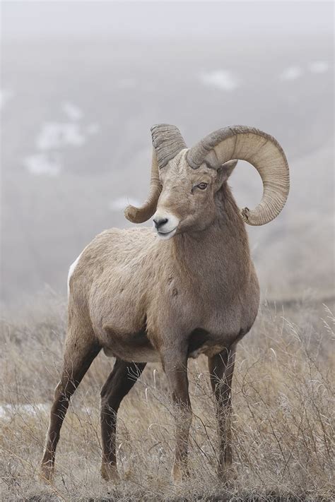 Ram Big Horn Sheep in South Dakota Badlands - Thru Our Eyes Photography ...