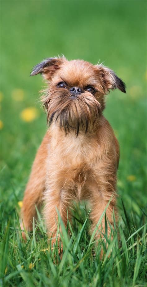 Brussels Griffon | Brussels griffon puppies, Griffon dog, Griffin dog