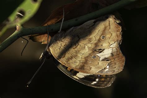 Ray Catcher | A Buckeye Butterfly catches the early morning … | Flickr