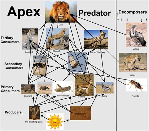 African Savanna Food Chain