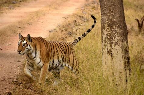 Explore The Flora and Fauna of Kanha National Park | by Jungletrail | Medium