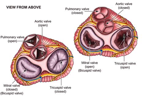 Mitral Known As Bicuspid Valve And Cross Section Of Valves | The Best Porn Website