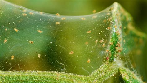 Spider Mites: How to Get Rid of Spider Mites on Plants | The Old Farmer ...