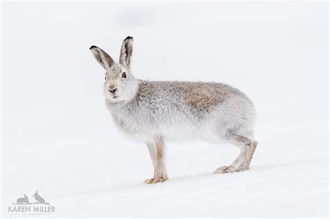 Mountain Hare Guiding – Karen Miller's Wildlife photography blog