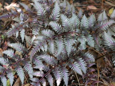 Ideas for Beautiful Fern Varieties for Your Shade Garden | HGTV