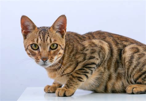 Bengal Cat Personality: Unveiling Traits and Care Tips